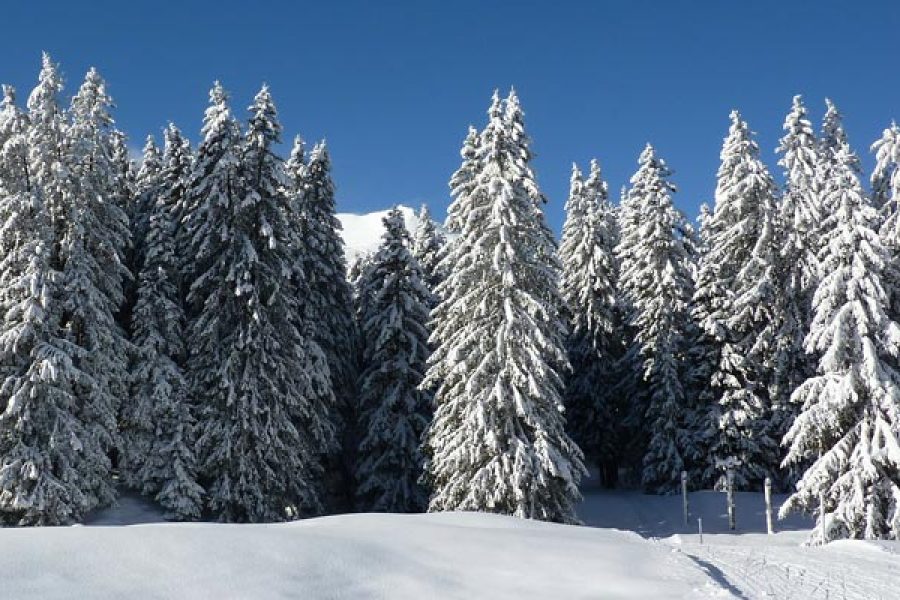 Long Stay Bonus Schluchsee